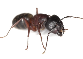 Carpenter ants