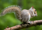 squirrel in tree