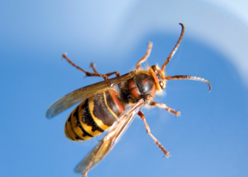 PAPER WASPS