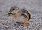 chipmunk eatting