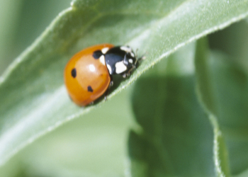 lady bug