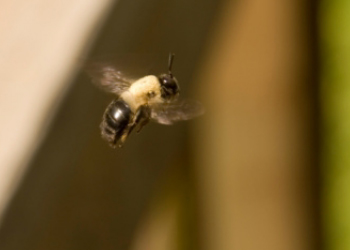 Carpenter bee