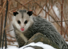 oppossum, snow