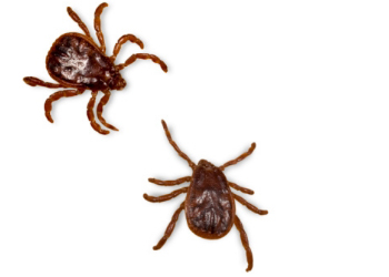 MITES & TICKS