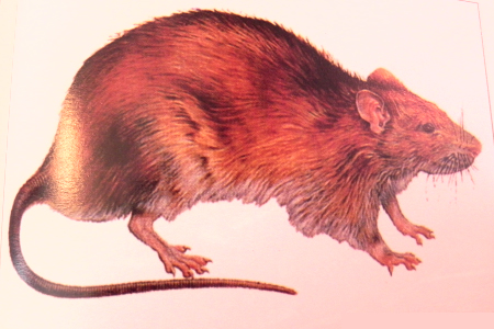 NORWAY RAT