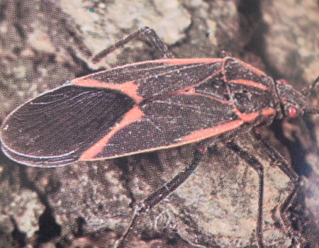 elder bug