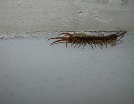 centipede