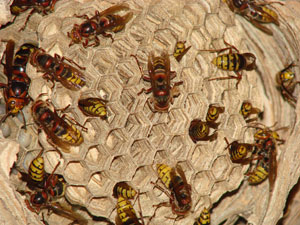 HORNET NEST