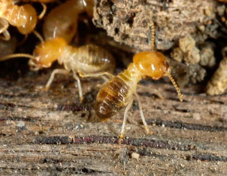 Subterranean termites 